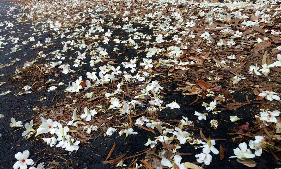 關西尋常山林的五月雪 螢火蟲暗夜閃爍