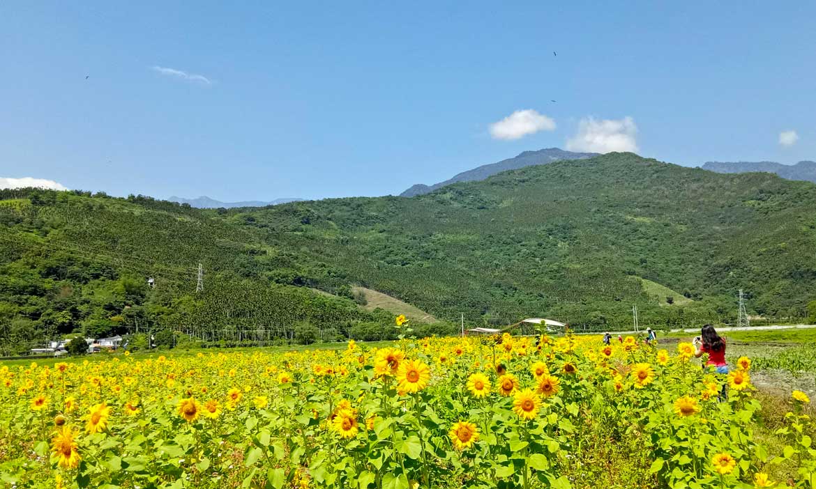 瑞穗鐵道花海，驚艷自己種下的金黃