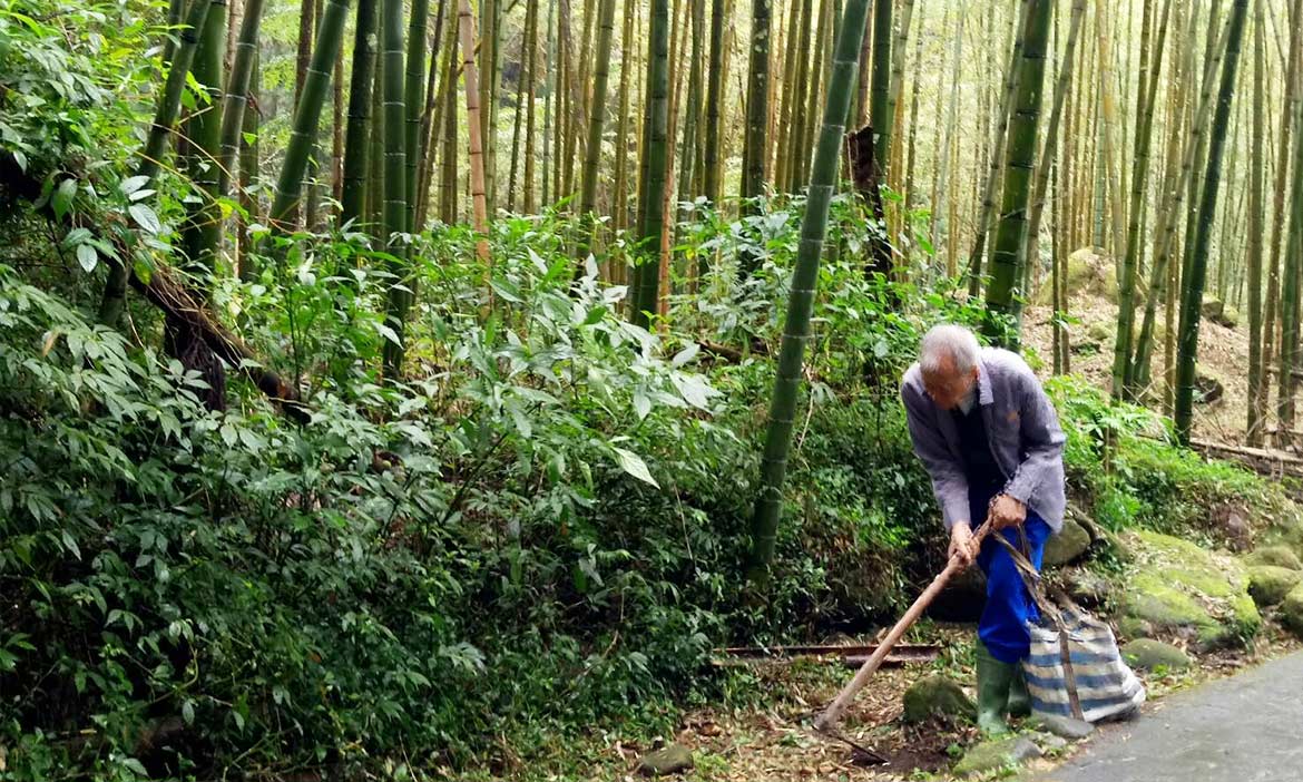 溪頭那片竹林 湧上深濃地霧