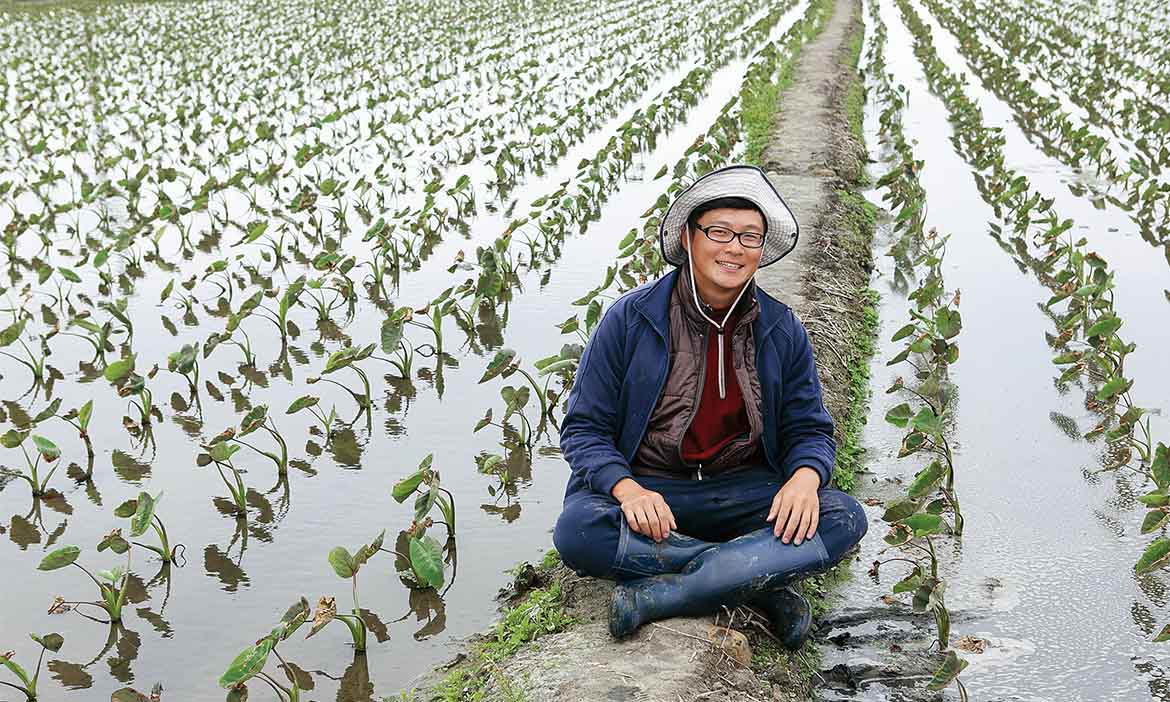 種在台中大甲的芋頭苗，無畏海風逆勢成長
