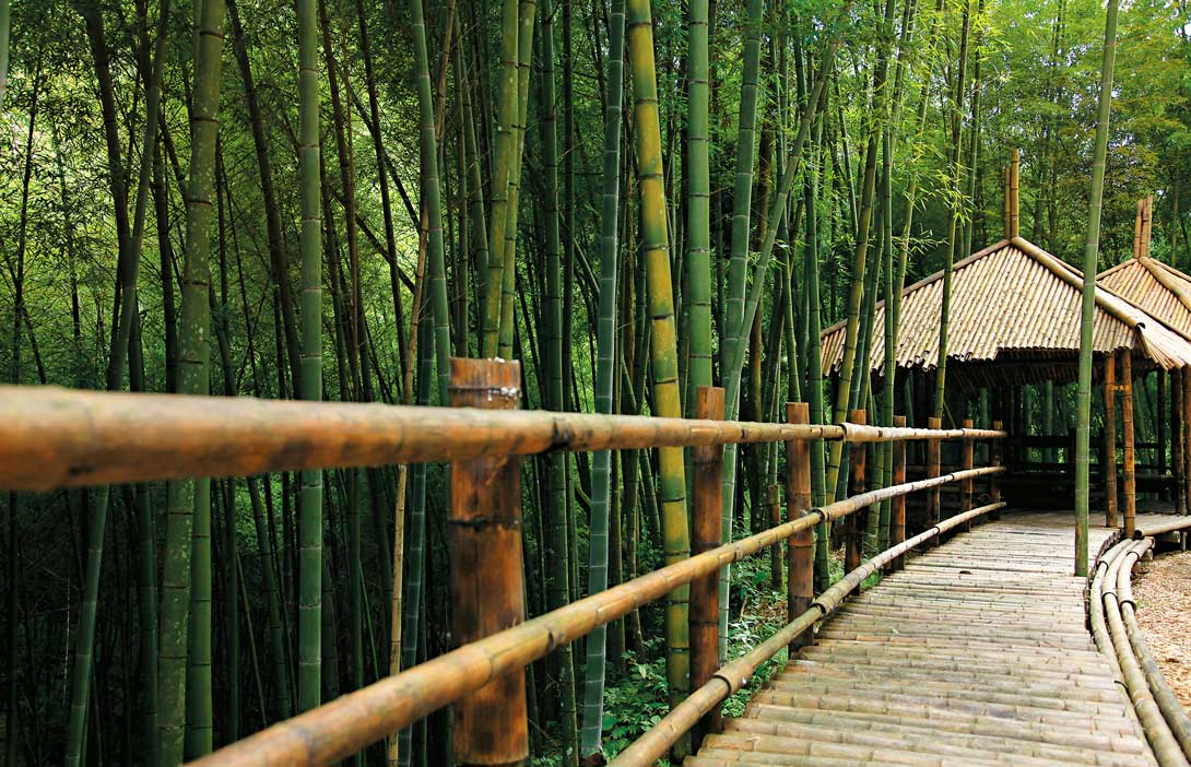 草嶺驚奇  飽覽活的地景，遇見最美的孟宗竹林