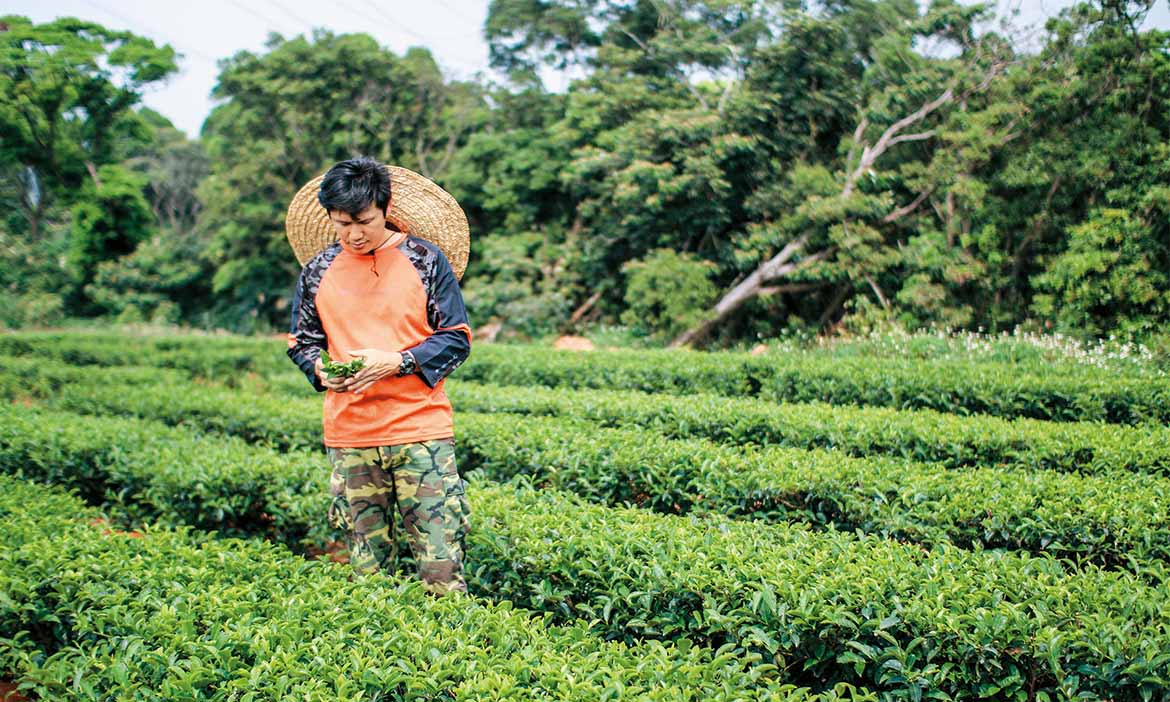 專程到桃園茶鄉尋香，創新第二代讓喝茶變時尚