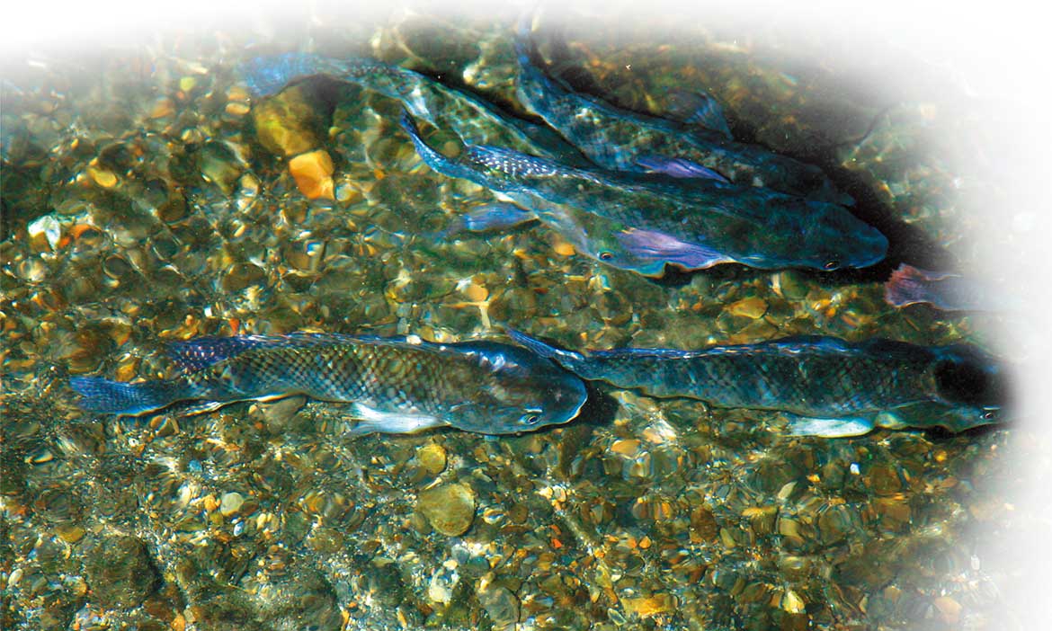 公田溝，喝山泉活水長大的鯛魚