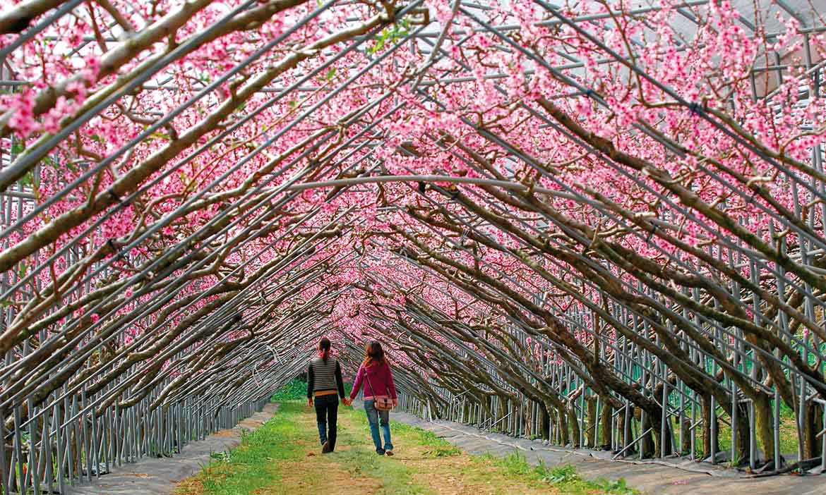 梅峰農場  漫步桃花林，一窺季節限定的百花盛開