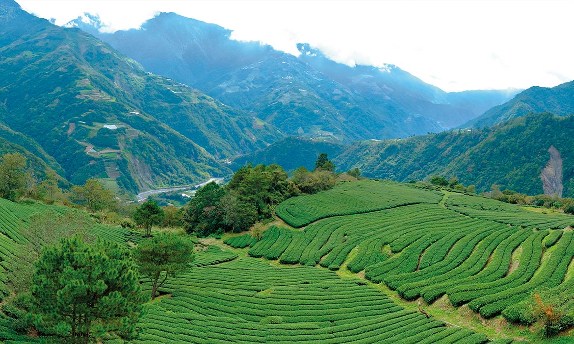 世大運選手指定台灣茶，二代茶農的零里程茶園