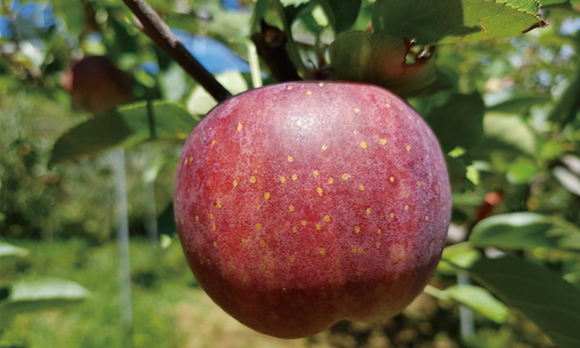 守護一片酸甜喜樂五十載，劉春長的蘋果情緣