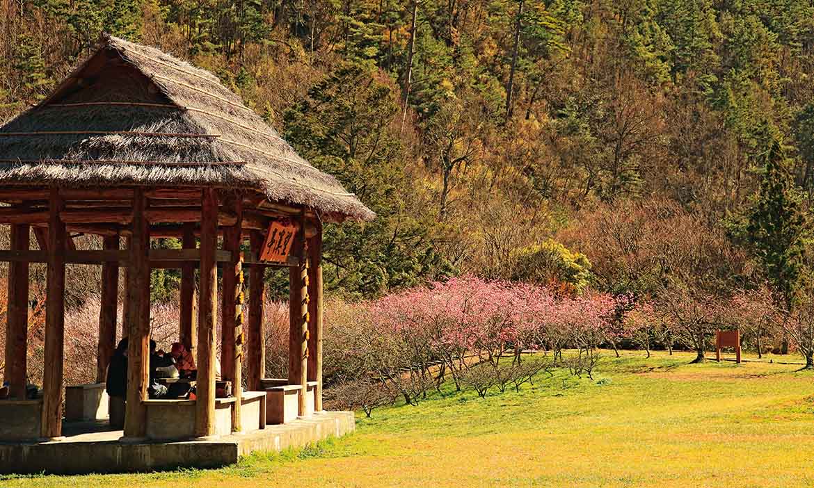 春花夏果秋楓冬雪與櫻花，到武陵農場上一堂自然課