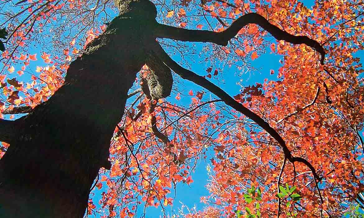 賞楓勝地奧萬大，蒐集世界最多種的紅色