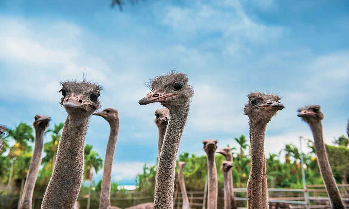 屏東鴕鳥新樂園，帶你挖掘你所不知道的鴕鳥價值