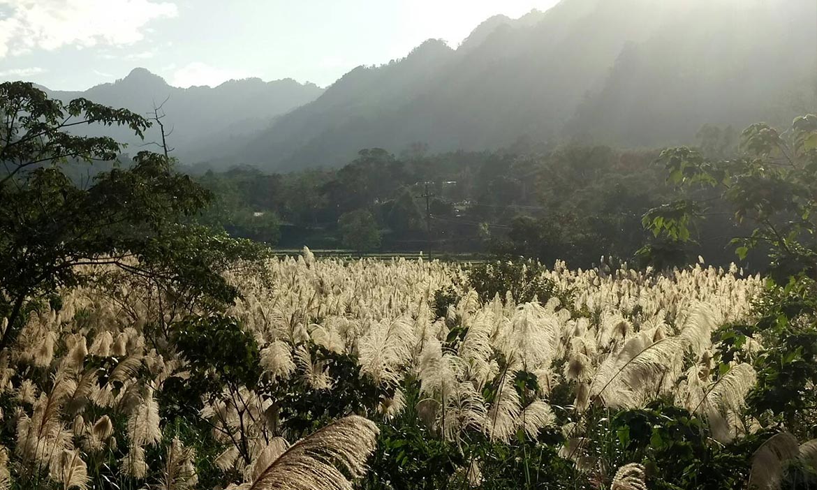 住南庄，冬日白芒花中巧遇一個靜謐世界