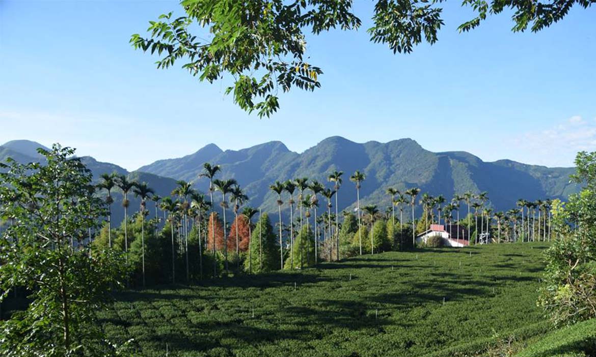 嘉義梅山 群山圍繞，人情滿載的所在
