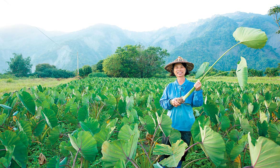 檳榔心芋，甲仙山芋卡好呷