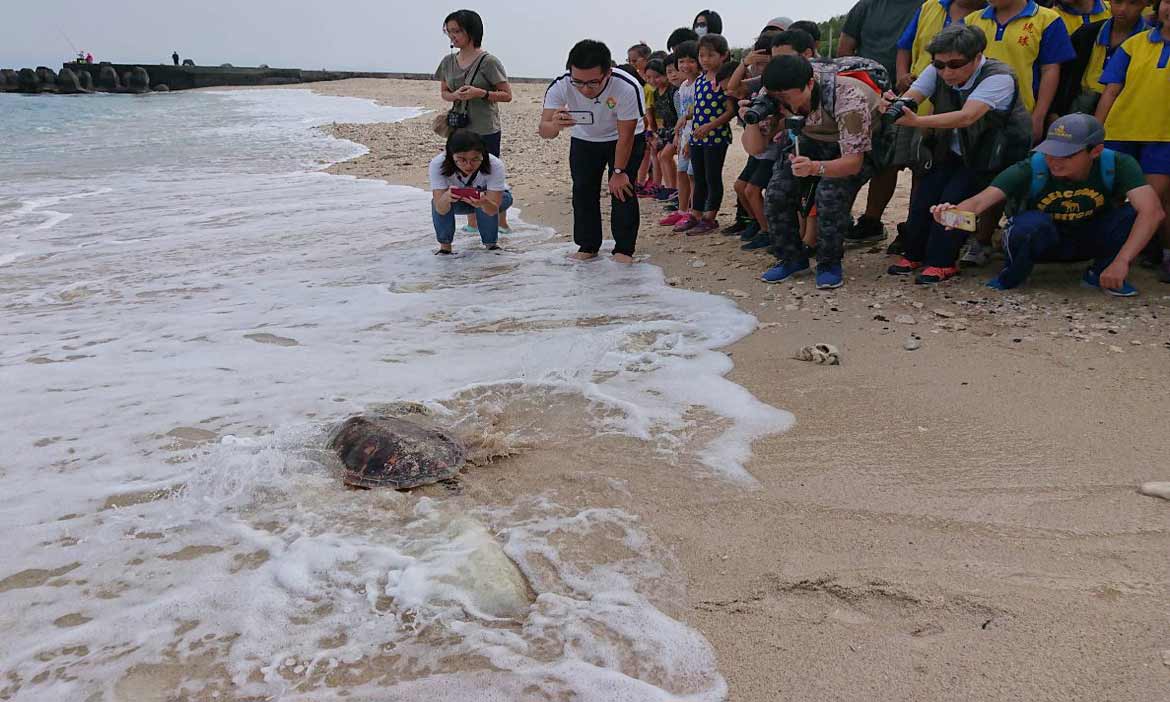小琉球沙灘野放小海龜「阿貴」，重回大海故鄉的懷抱