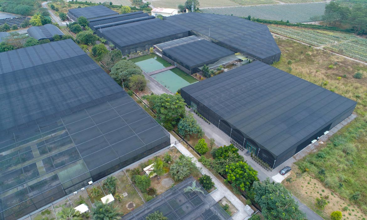 怎樣保持上個廁所不在溫室裡迷失？原生種小鳳梨救了我！