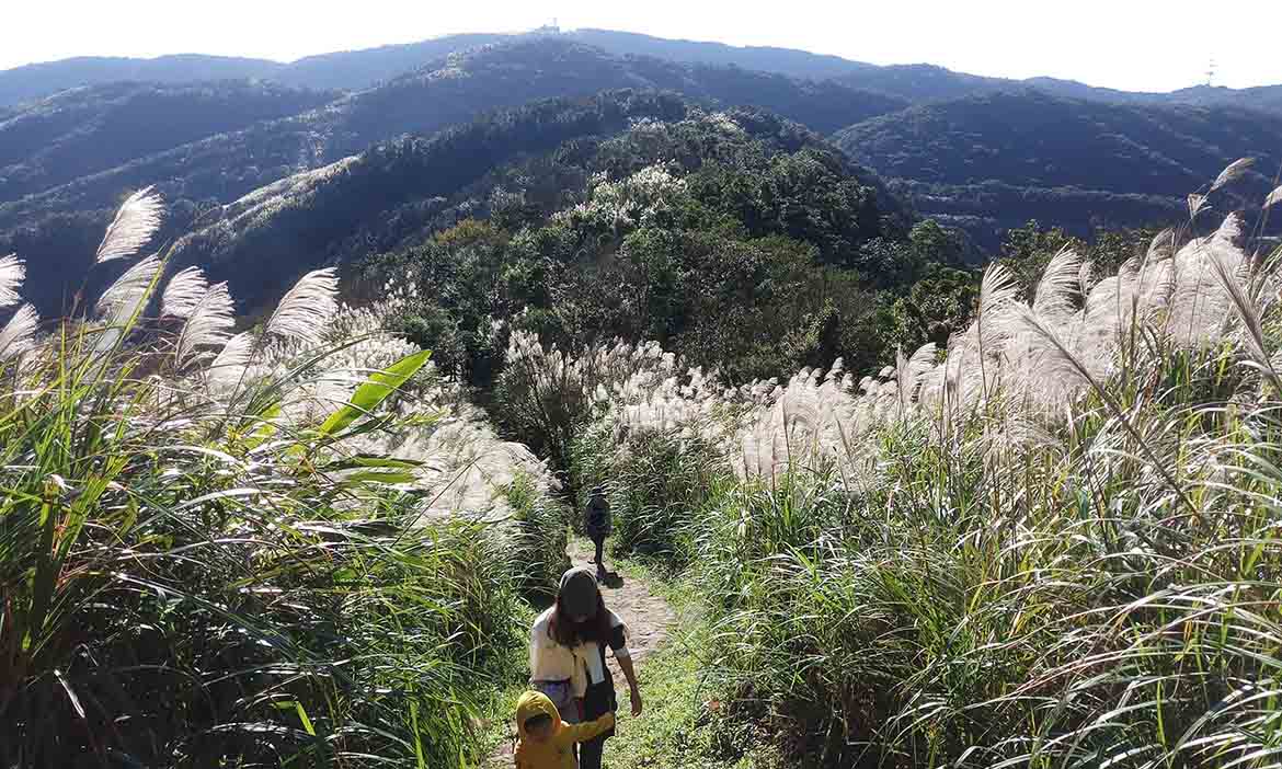 走入夢幻芒花海、凝望杉木林，台灣的美是要用走出來的！