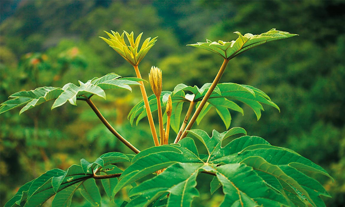 「蓪草」全台第一個被正式命名發表的植物，張秀美重現新竹蓪草紙工藝