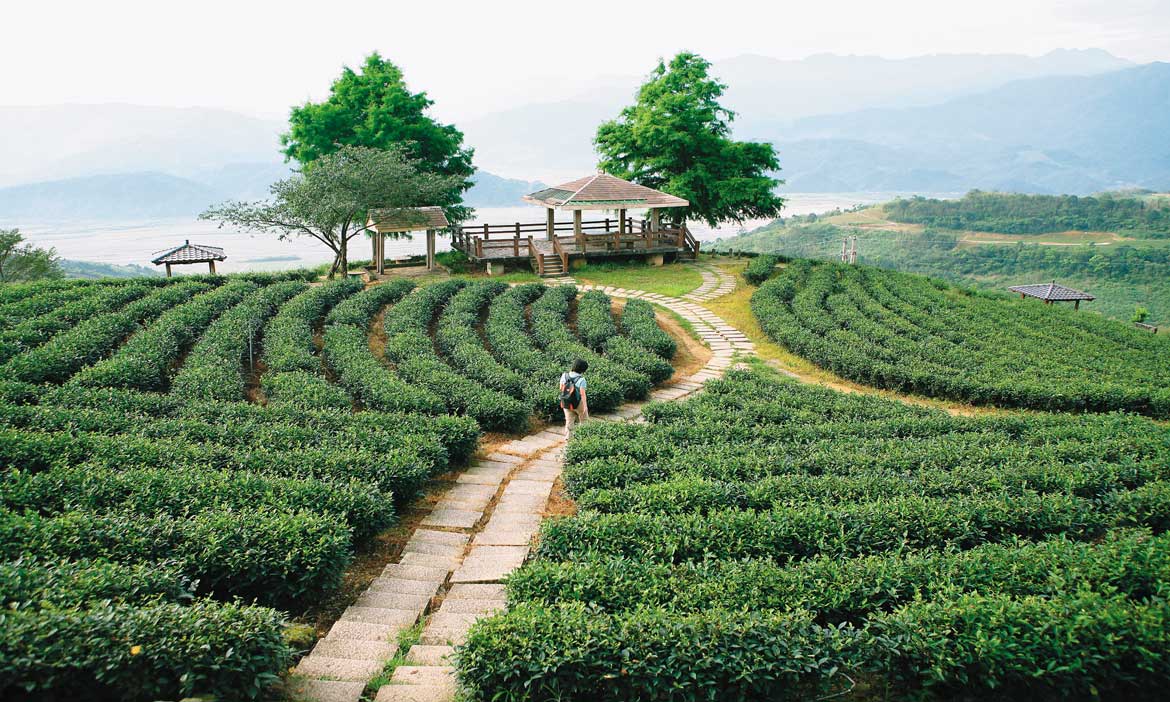群山環抱的宜蘭茶，深入茶園體驗好喝好好玩