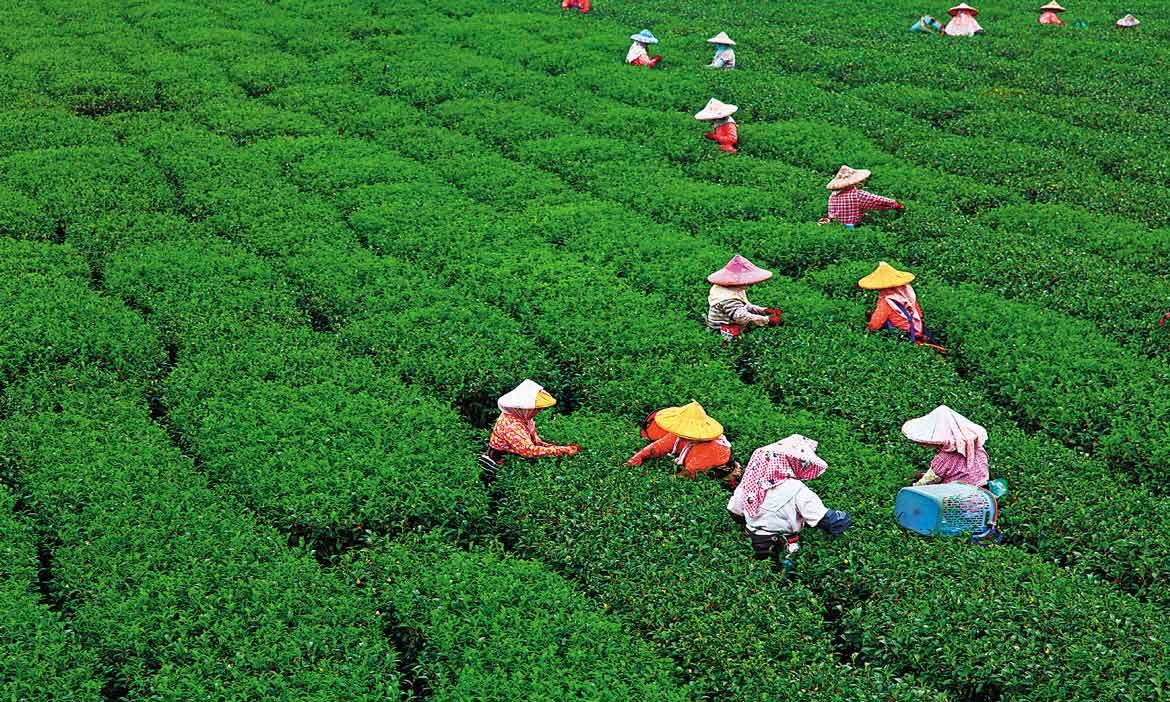 阿里山茶回甘的秘密，「山頭氣」一種在地的味道