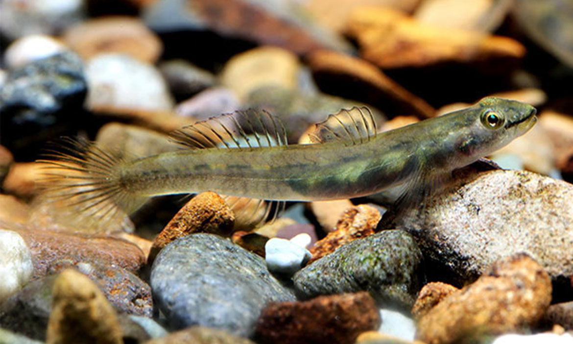 台灣最完備淡水魚圖鑑 來回恆春超過50趟，周銘泰：「想用簡單的方式讓人了解更多台灣魚類」