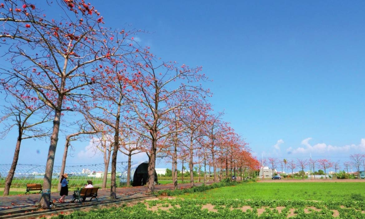賞花路線 木棉花道在台南，春天一路澄紅美不勝收