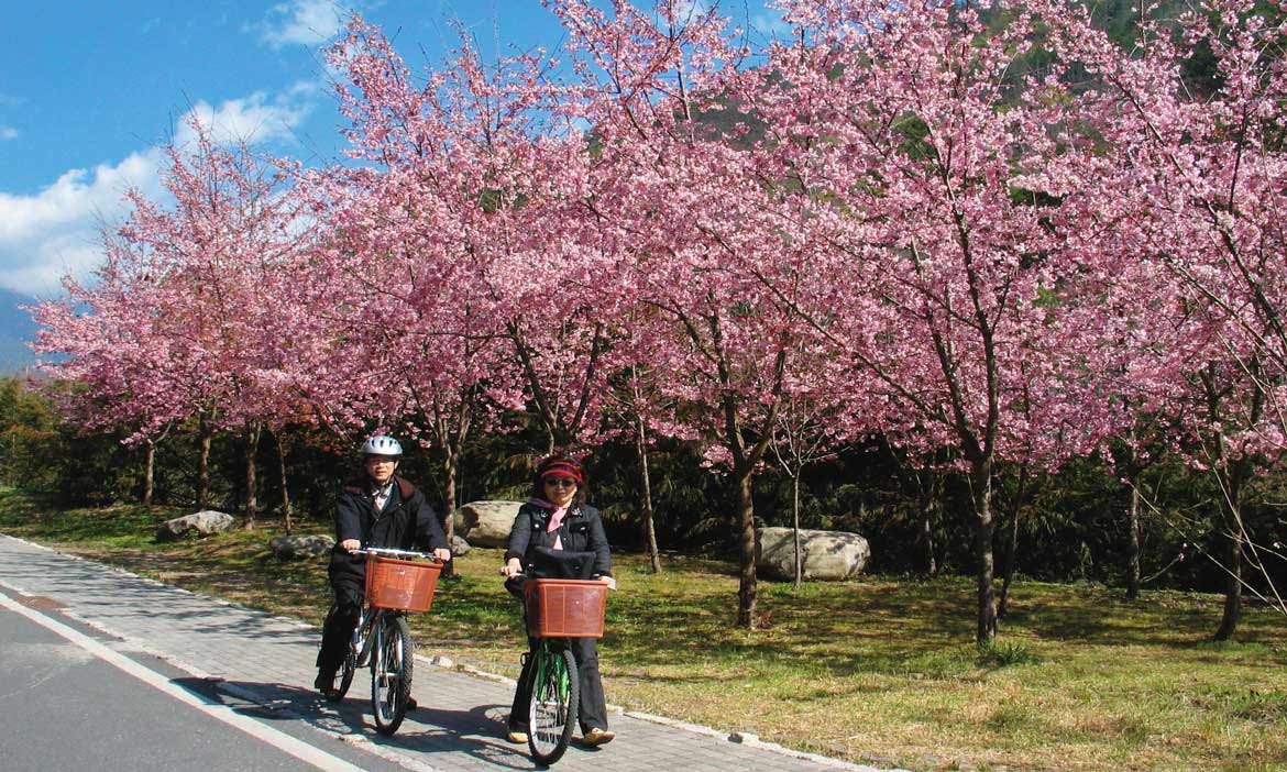 春天「花」時間，櫻花、紫藤盛放景點大公開