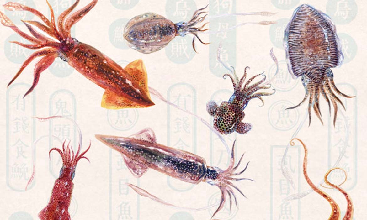 鎖管與鎖的關係？透抽與魷魚又該怎麼分？