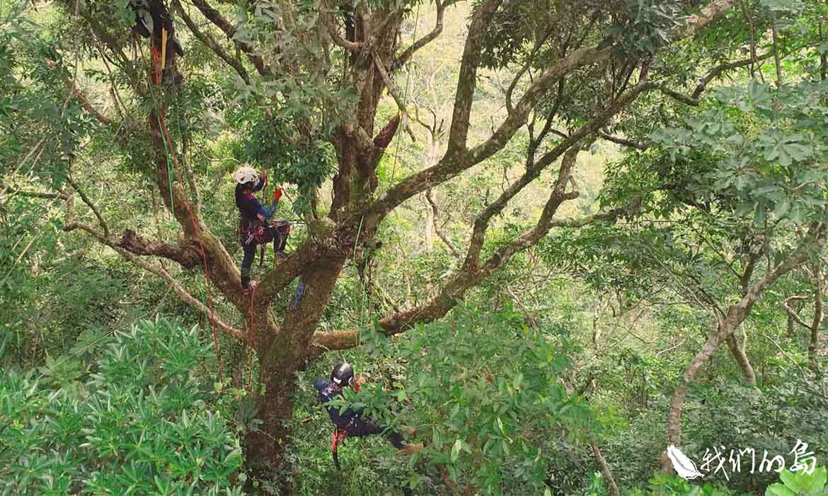 留住森林生態重要支柱，採種復育「浸水營石櫟」為土地留一個希望