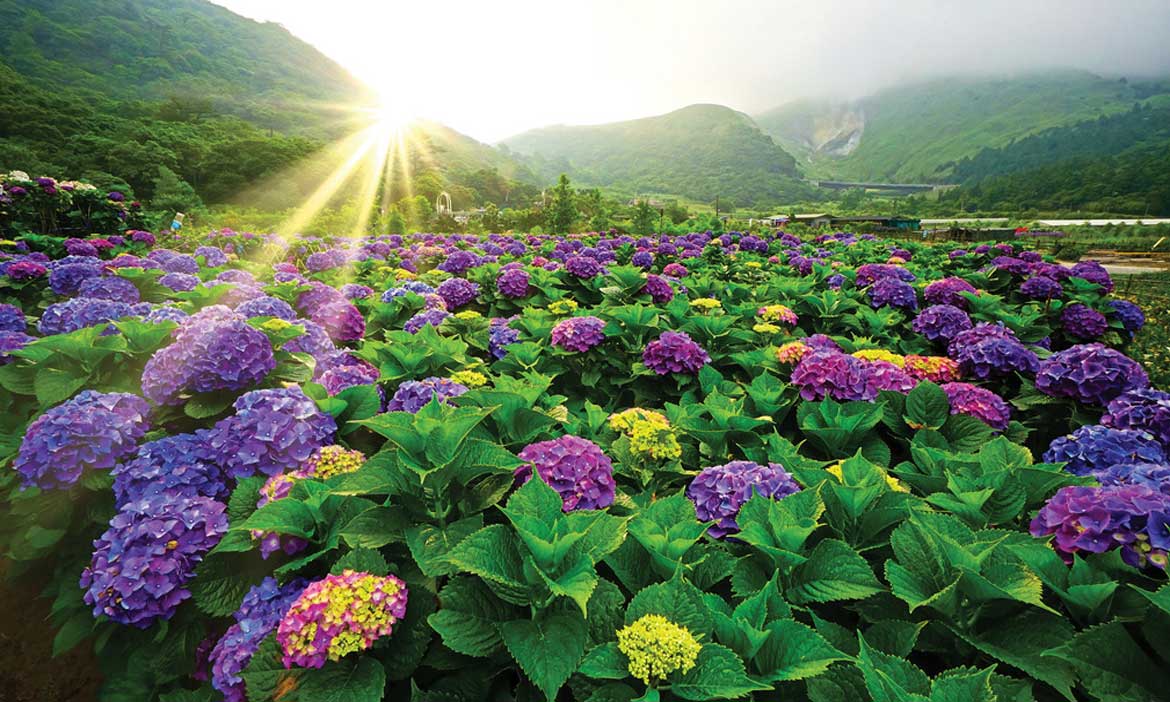 Flower Viewing in Taipei