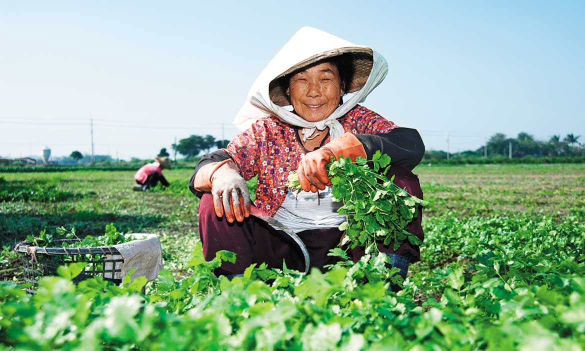 沒有香菜就不對味！彰化北斗香菜 全台傳香