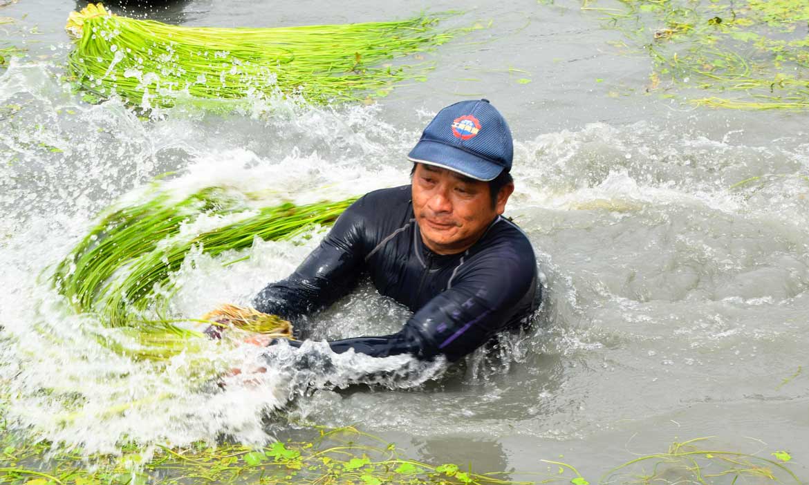 漫步美濃人的水日常，聽採水蓮與菸樓72度的故事