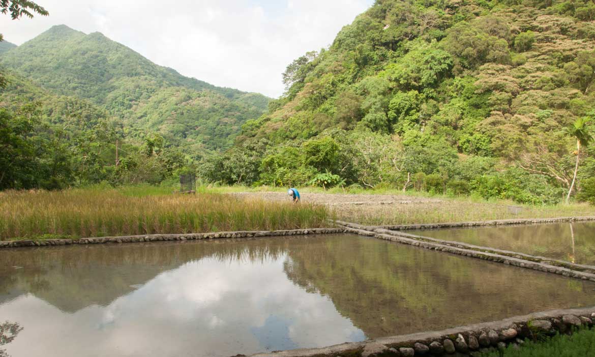 重溫童年夢 宜蘭阿嬤的里山後花園