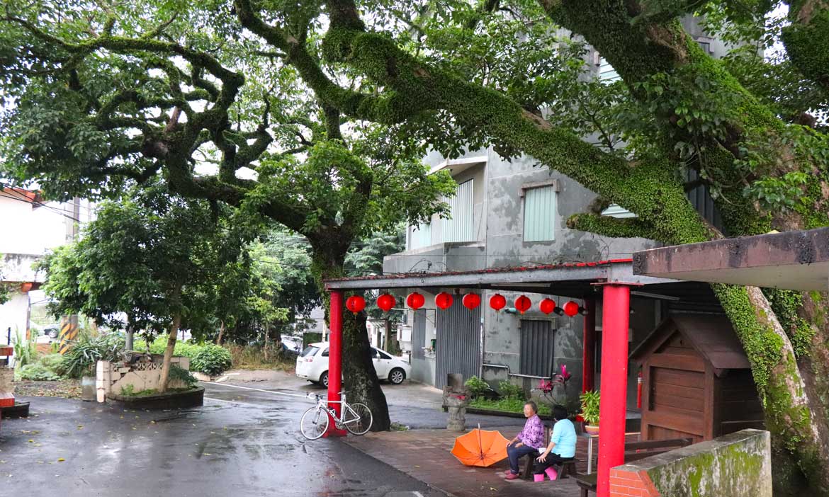 雨中緩騎遊蘆竹，遇見坑子村古厝群與百年茄苳樹