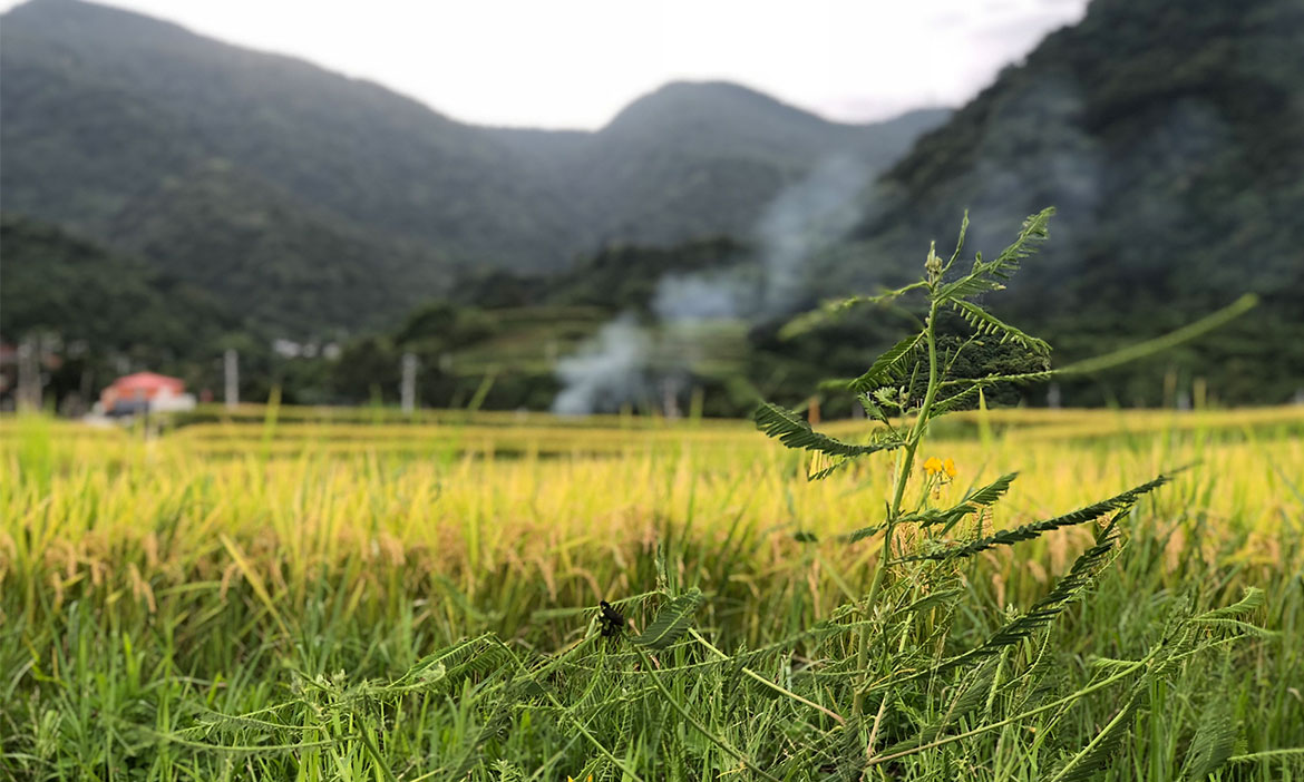 從梯田到海洋，花蓮新社部落從種出好米開始 不急著發觀光財