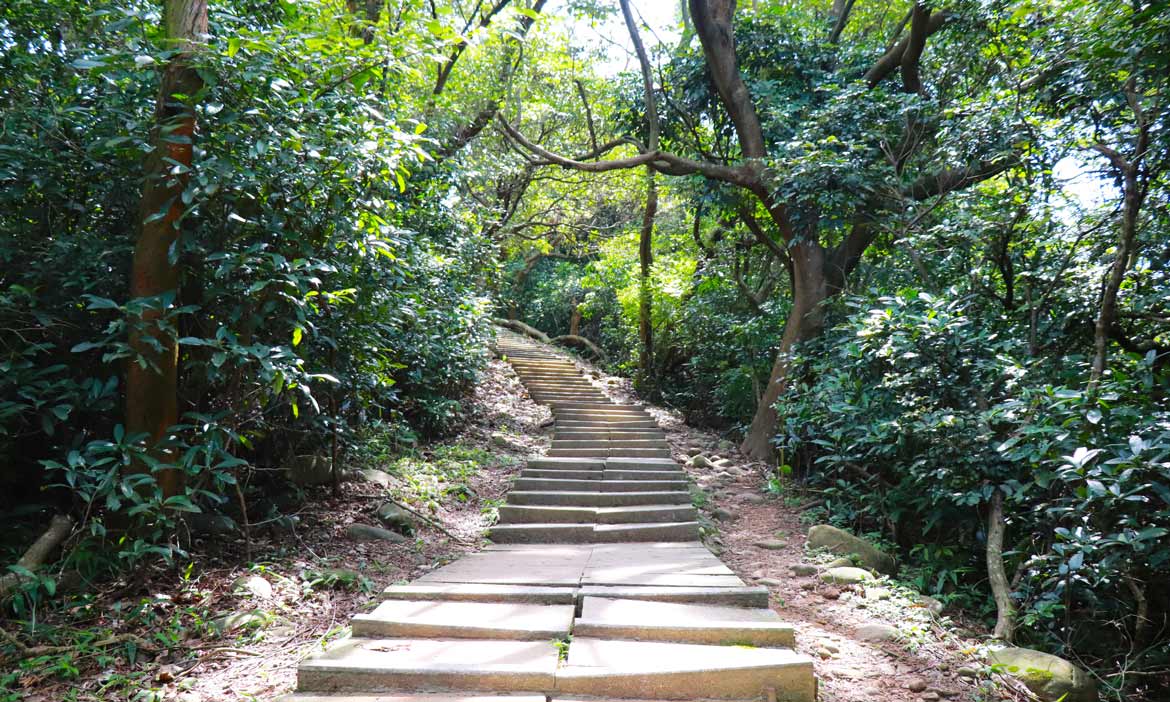 清晨到桃園羊稠森林步道避暑，尋回童年的記憶與味道