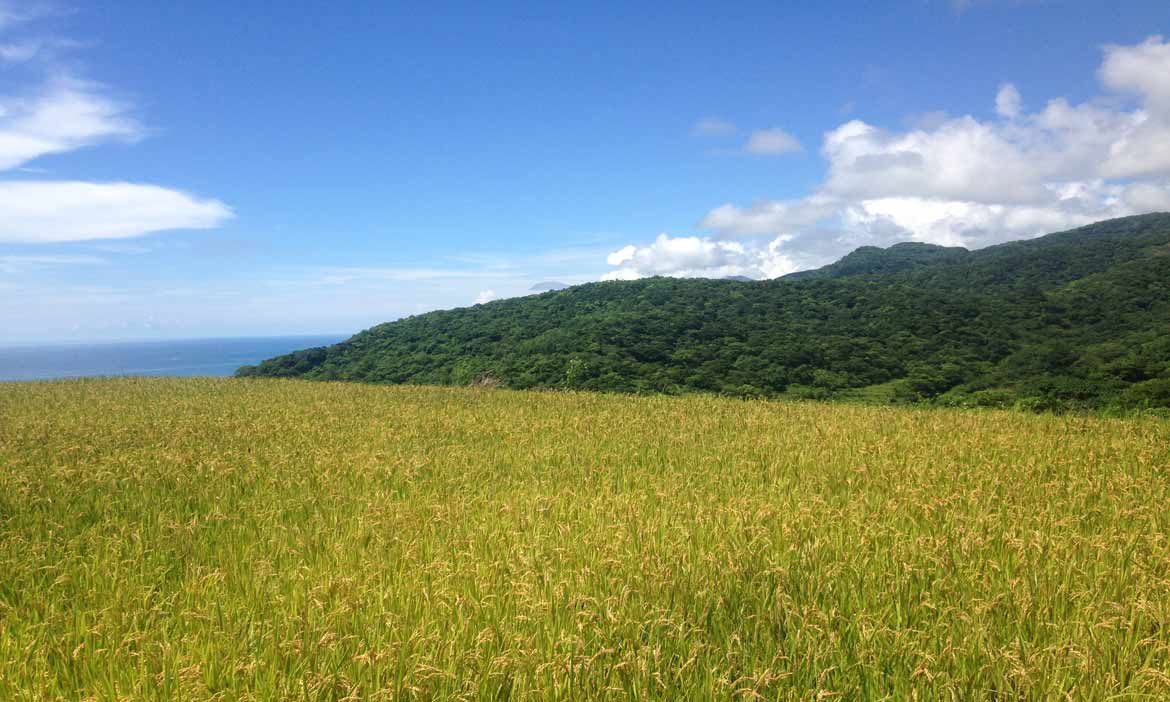 花蓮新社村 打造無菸部落和動植物一起呼吸，吃一口來自土地的飯