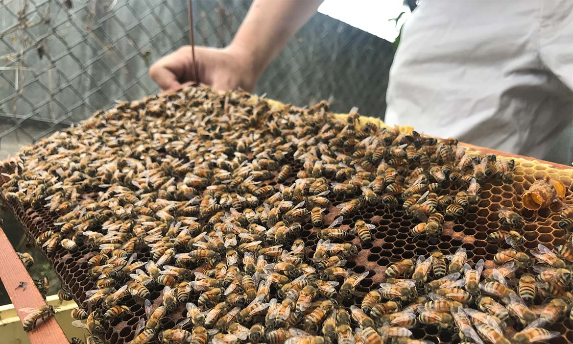 陳祐堂  八年級台中養蜂達人，從被叮飽飽的門外漢開始