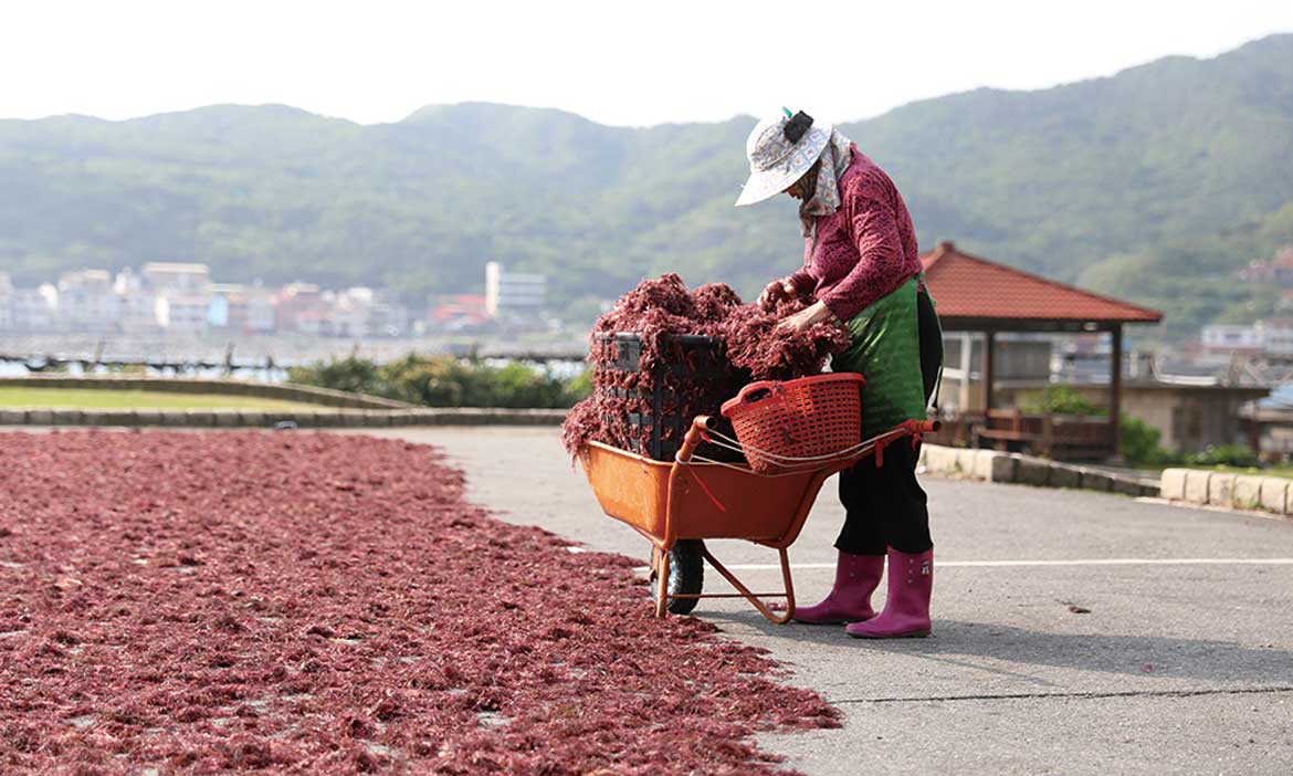 逐漸消失的海岸風景，東北角海女採「石花菜」 花甲阿嬤的好泳技