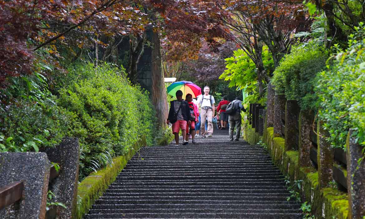 單車挑戰太平山公路，在轉彎處遇見白嶺巨木