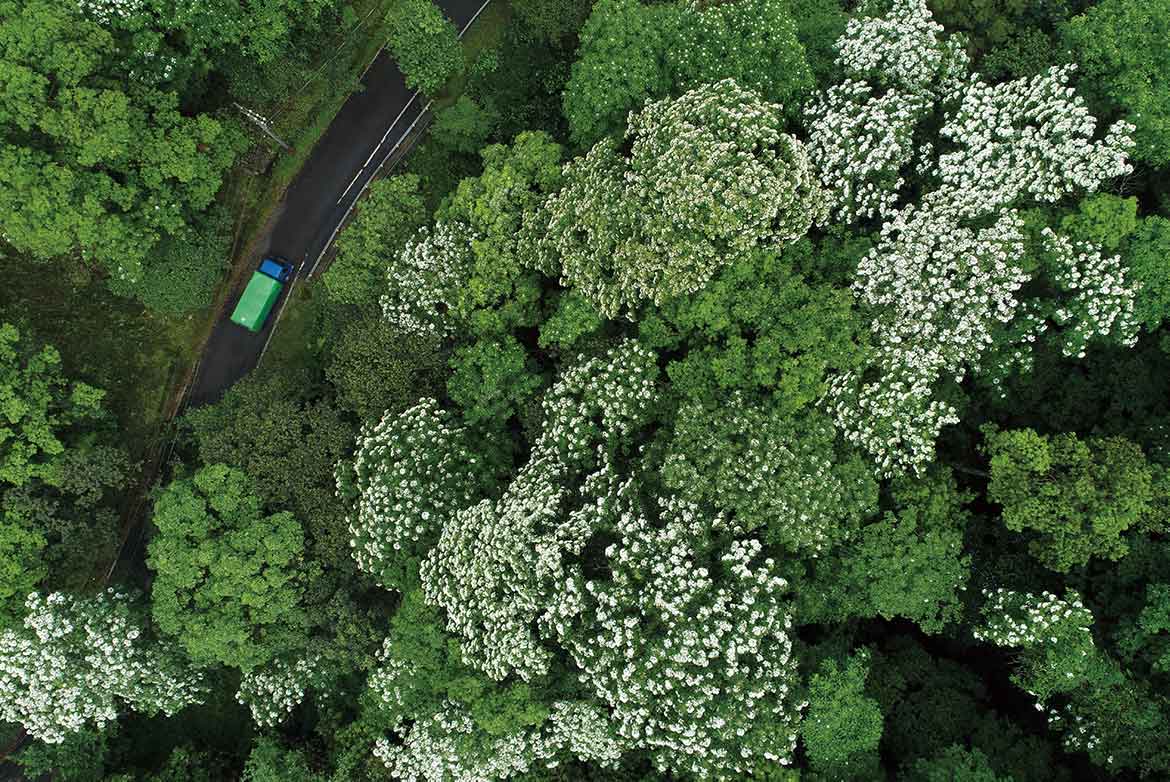 花藏大山背