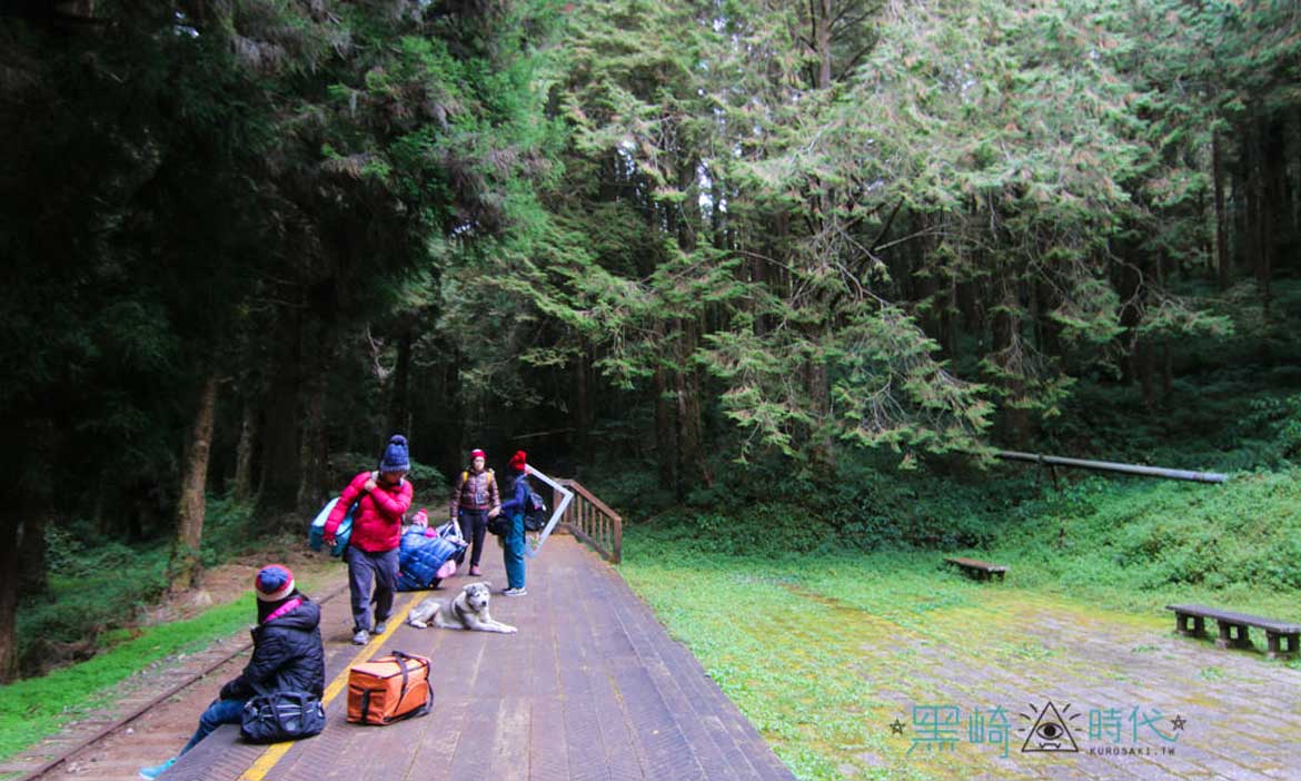 阿里山國家風景區「水山巨木步道」見2700歲神木爺爺與龍貓的家