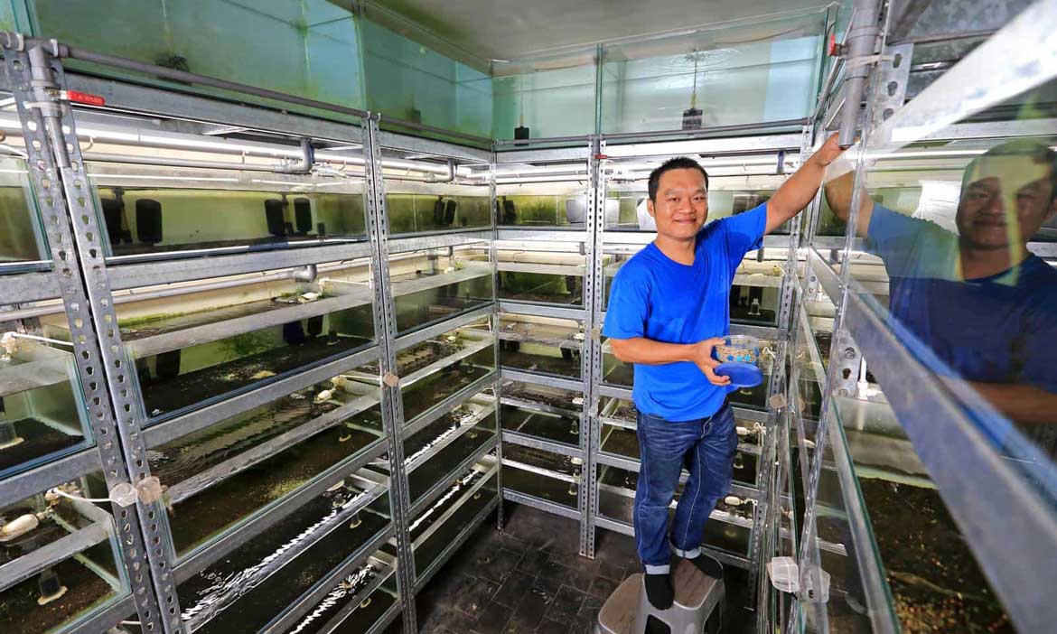一隻水晶蝦曾賣到五萬塊！搭上觀賞蝦產業趨勢，養出台灣之光