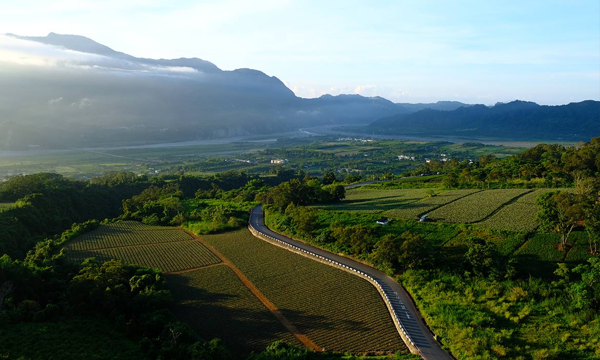 旅行台東 在鹿野兜風，隨處都是令人垂涎的豐收景致
