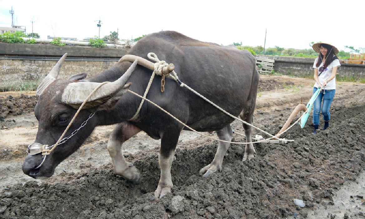 宜蘭壯圍「牛頭司」 傳統農耕一日遊，「被牛拖著走」的犁田日常