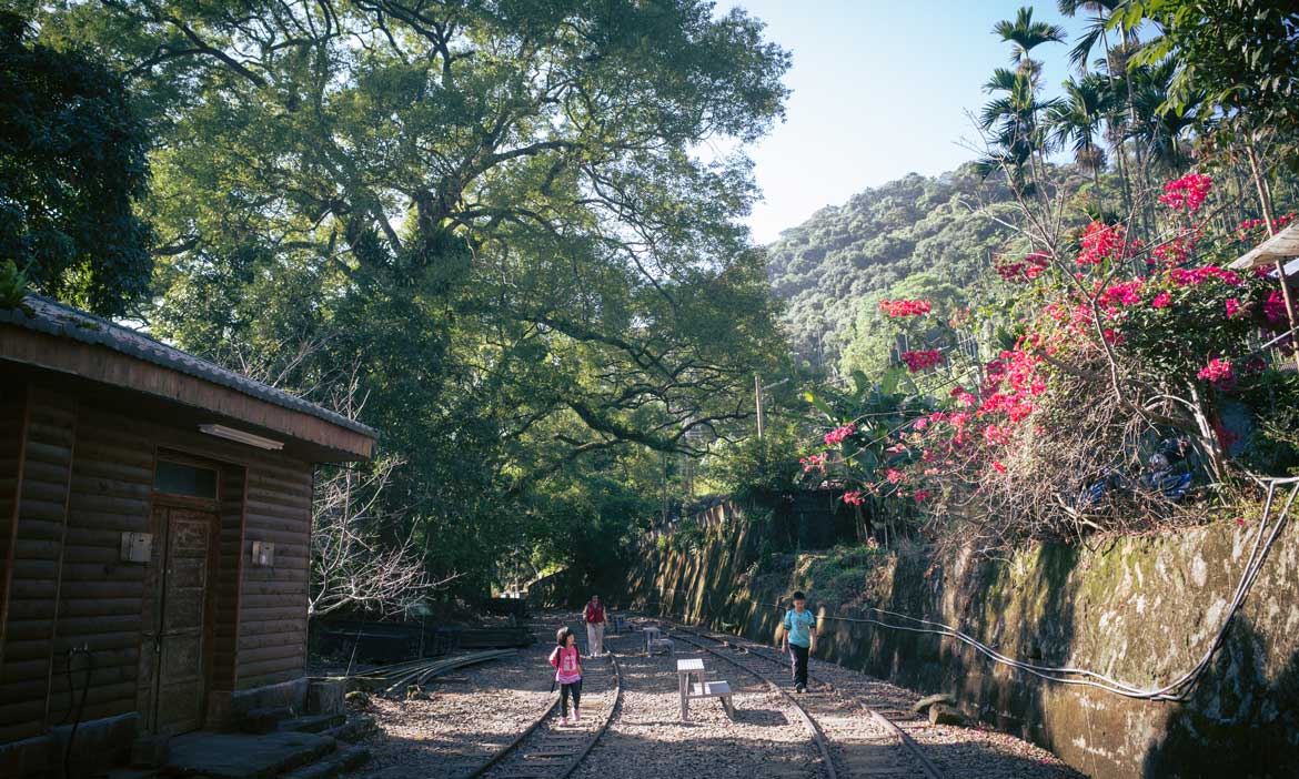 6條阿里山國家風景區步道，夏日就該上山來場避暑小旅行！