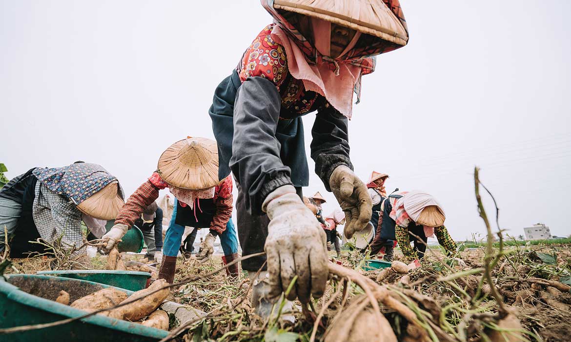 以養蘭花的技術種地瓜，全家「夯番薯」的幕後推手─台南新化瓜瓜園