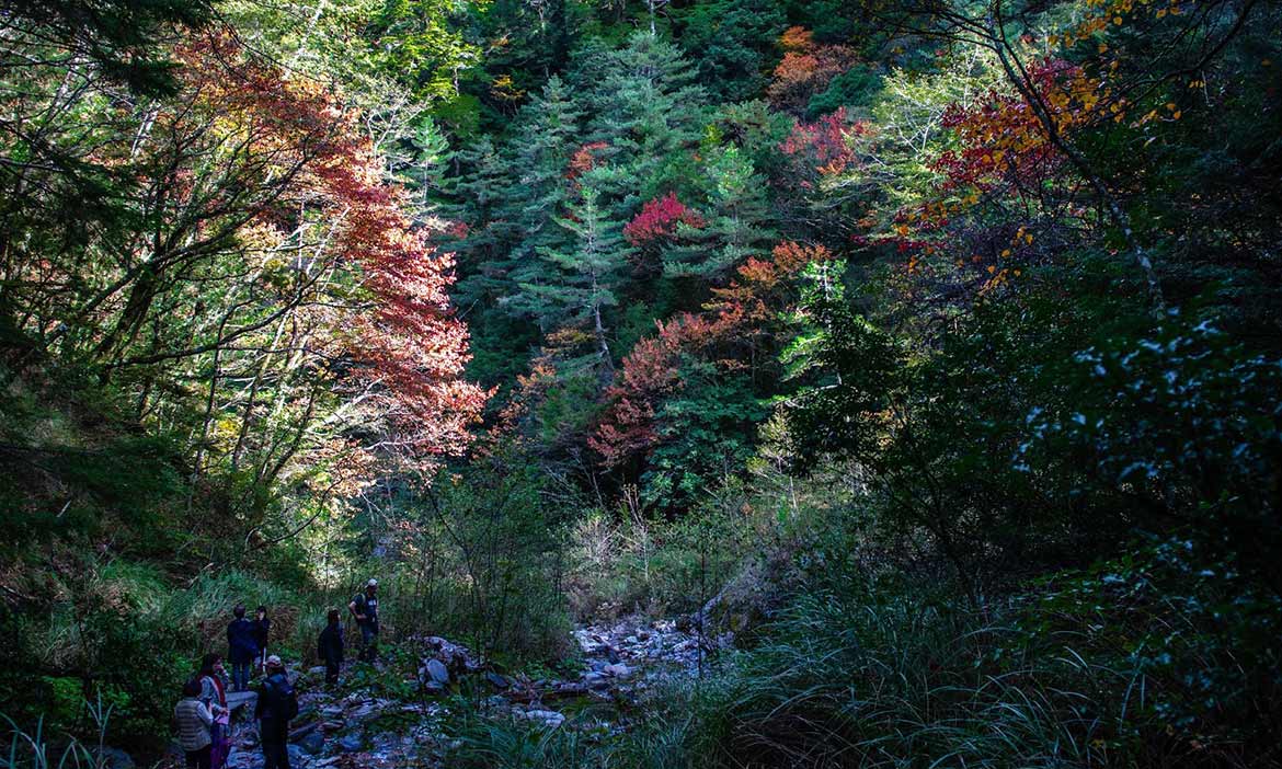 秋冬追楓！南投中橫秘密景點「楓之谷」最適合武陵農場 合歡山順遊