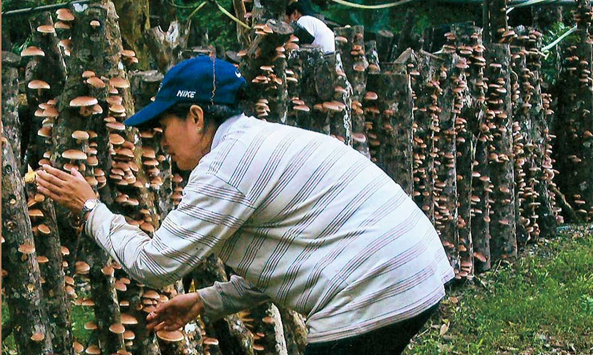 靠山的南澳讓「很慢」的段木香菇，香氣十足