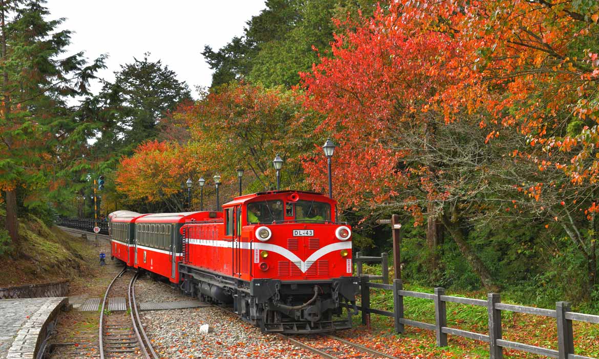 阿里山賞楓列車12月出發，達人領路探訪全台唯一高山鐵道楓紅