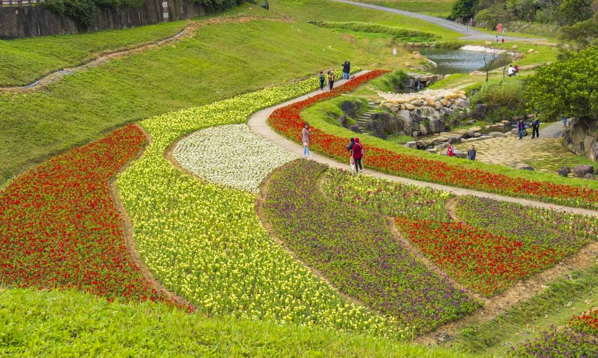 台北賞花新景點 內湖大溝溪花海小旅行，搭捷運踏青去