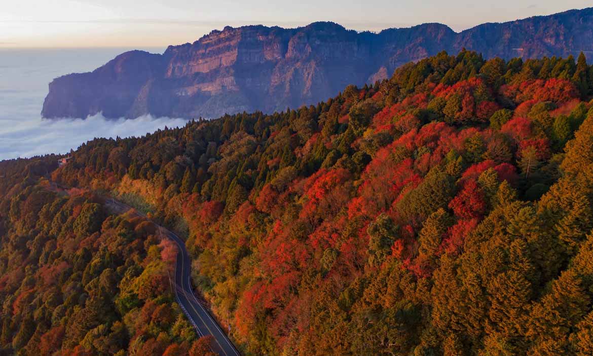 [新中橫公路] Red Maple in Alishan。台灣紅榨槭